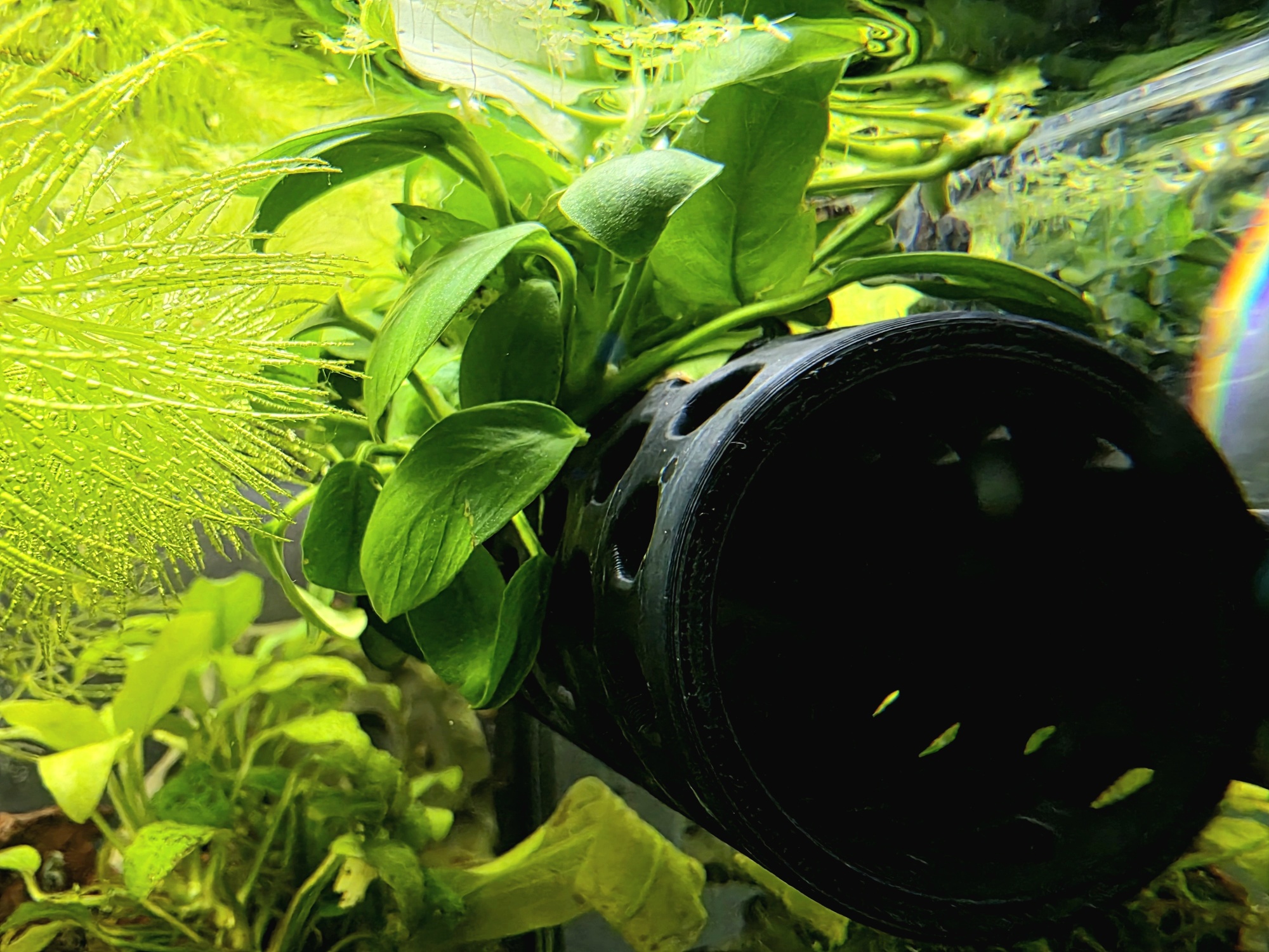 BettaCave bepflanzt, schwimmend, inkl. Fixierungsmagnet bis 12mm Glas